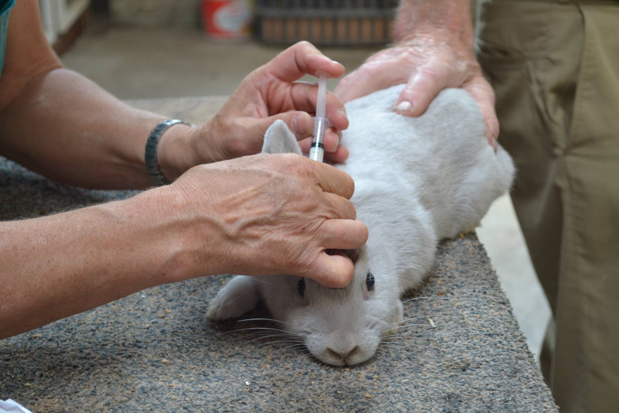 vaccineren konijnen