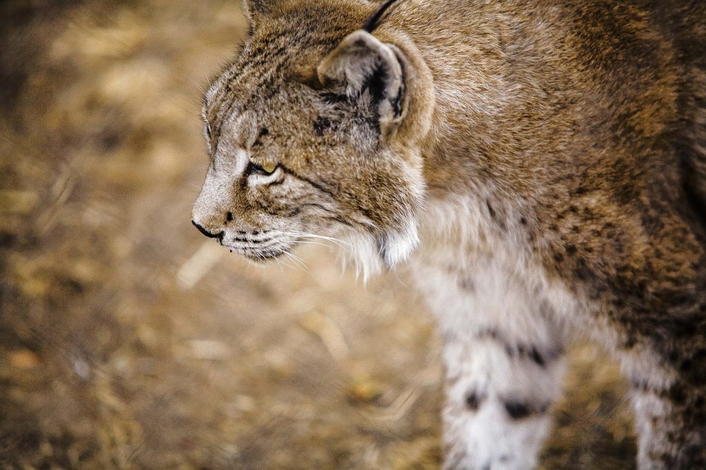 Iberische Lynx